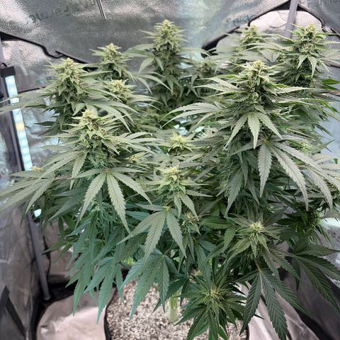 24 Carat  growlog timeline photo