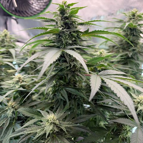 24 Carat  growlog timeline photo