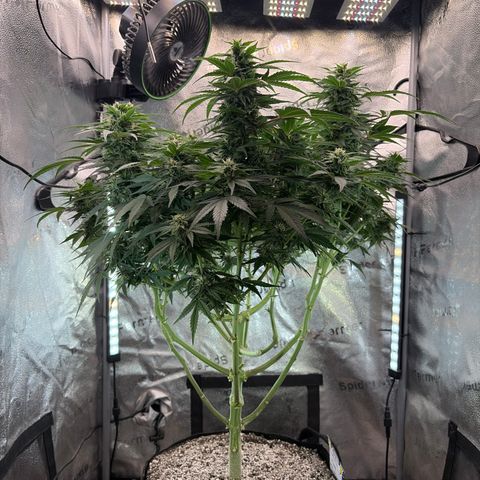 24 Carat  growlog timeline photo