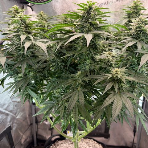 24 Carat  growlog timeline photo