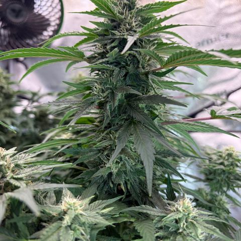 24 Carat  growlog timeline photo