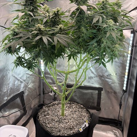24 Carat  growlog timeline photo