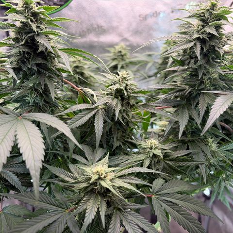 24 Carat  growlog timeline photo