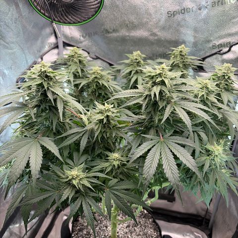 24 Carat  growlog timeline photo