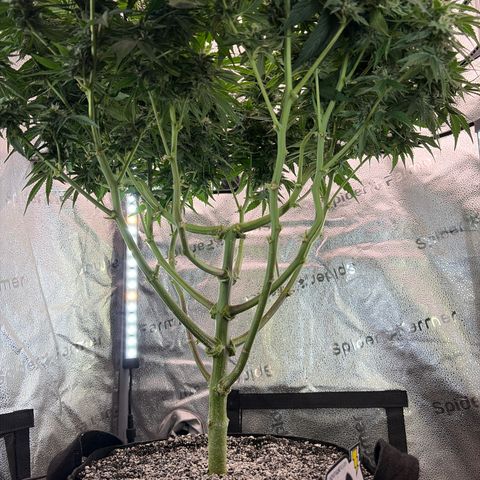 24 Carat  growlog timeline photo