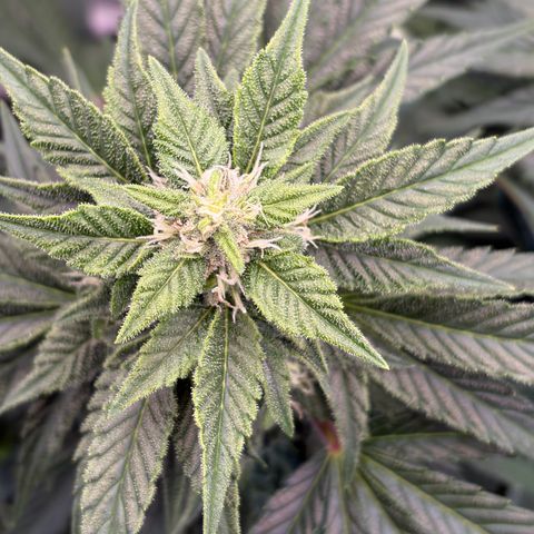 24 Carat  growlog timeline photo