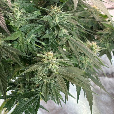 24 Carat  growlog timeline photo