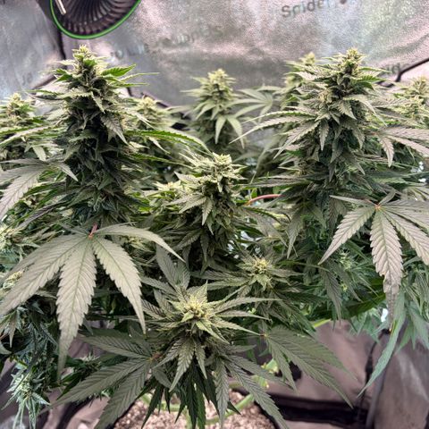 24 Carat  growlog timeline photo
