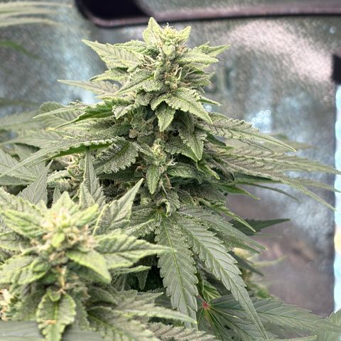 24 Carat  growlog timeline photo