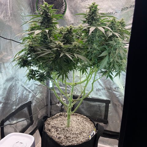 24 Carat  growlog timeline photo