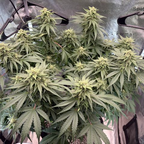 24 Carat  growlog timeline photo