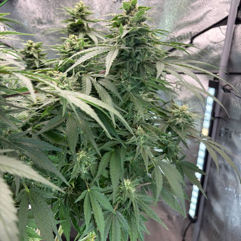 24 Carat  growlog timeline photo