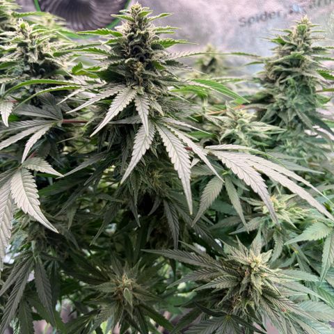 24 Carat  growlog timeline photo