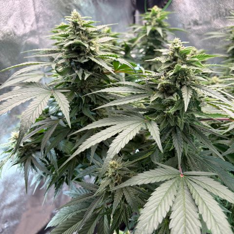 24 Carat  growlog timeline photo