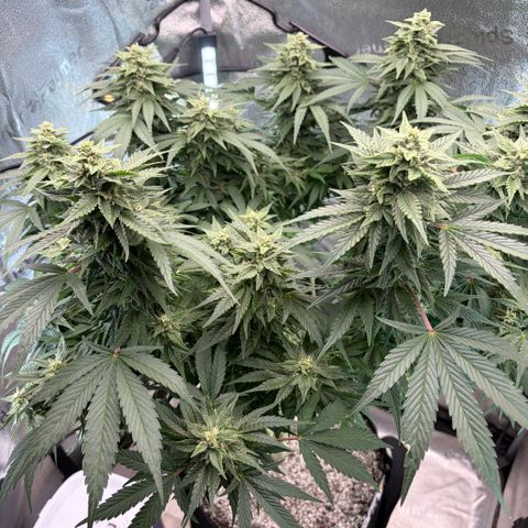24 Carat  growlog timeline photo