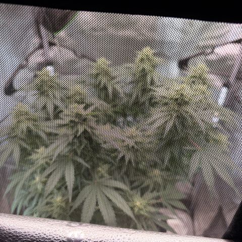 24 Carat  growlog timeline photo