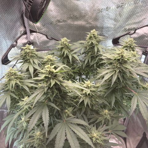 24 Carat  growlog timeline photo