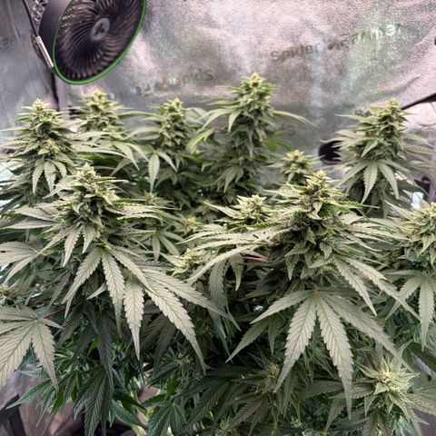 24 Carat  growlog timeline photo