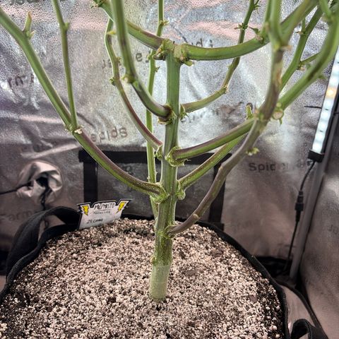 24 Carat  growlog timeline photo