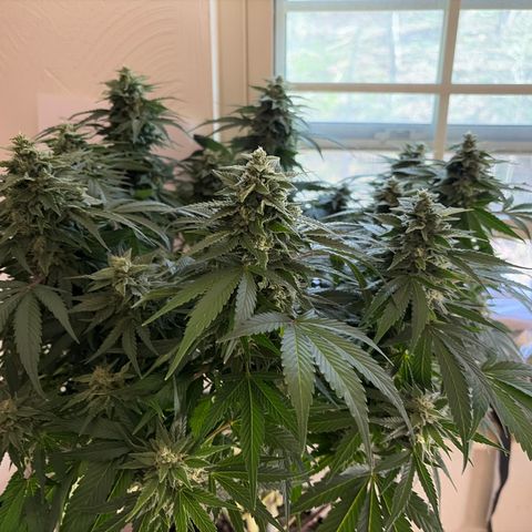 24 Carat  growlog timeline photo