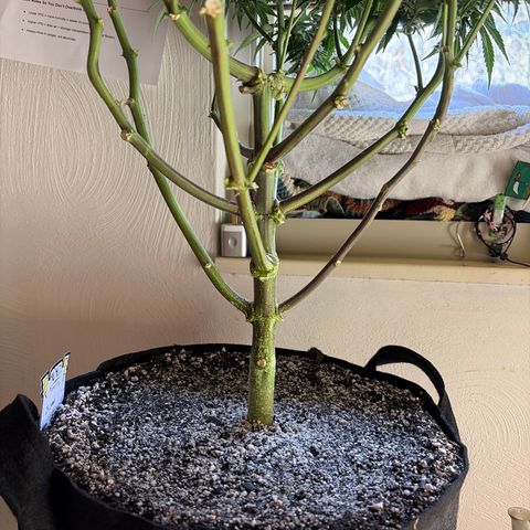 24 Carat  growlog timeline photo