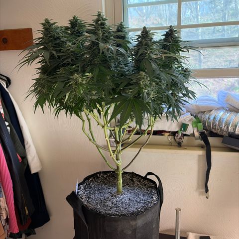 24 Carat  growlog timeline photo