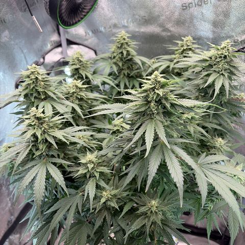24 Carat  growlog timeline photo