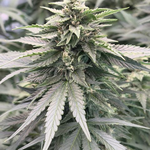 24 Carat  growlog timeline photo