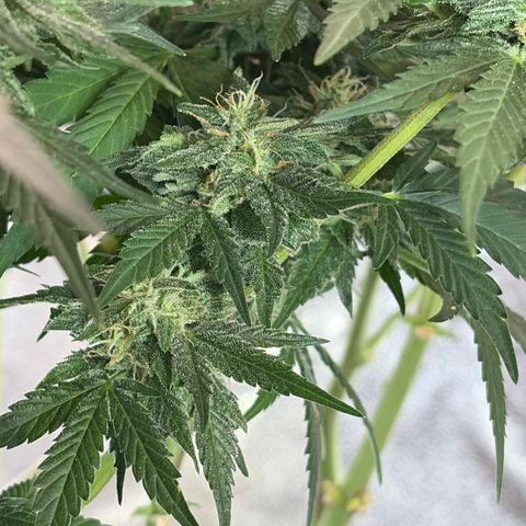 24 Carat  growlog timeline photo