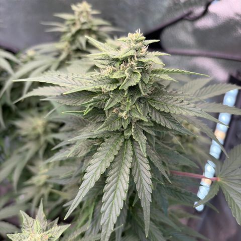 24 Carat  growlog timeline photo