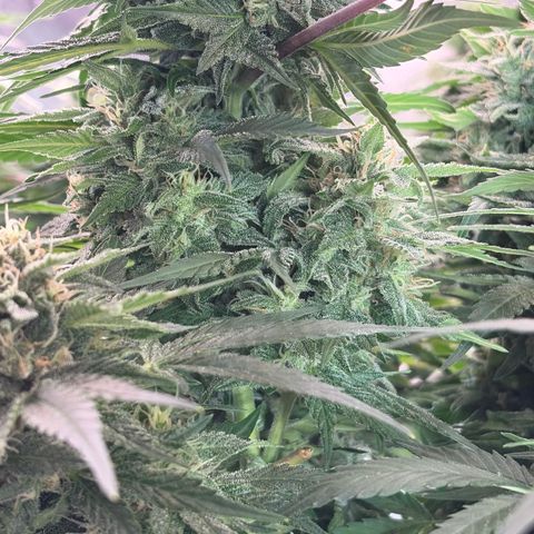 24 Carat  growlog timeline photo