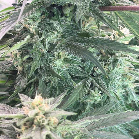 24 Carat  growlog timeline photo