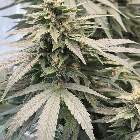 24 Carat  growlog timeline photo