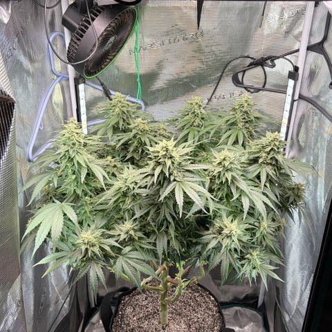 24 Carat  growlog timeline photo