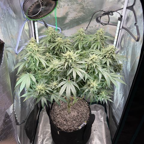 24 Carat  growlog timeline photo