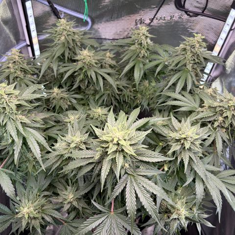 24 Carat  growlog timeline photo