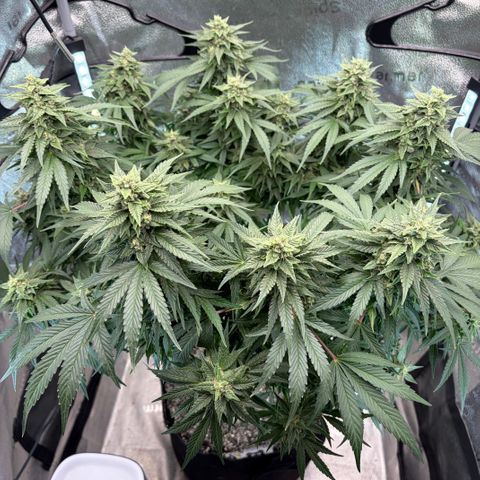 24 Carat  growlog timeline photo