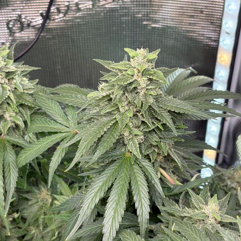 24 Carat  growlog timeline photo