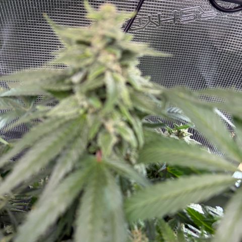 24 Carat  growlog timeline photo
