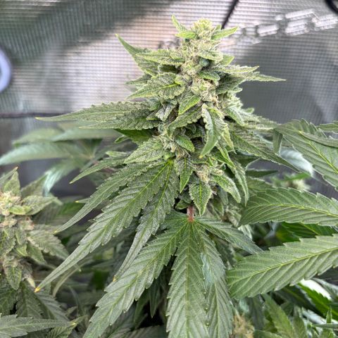 24 Carat  growlog timeline photo