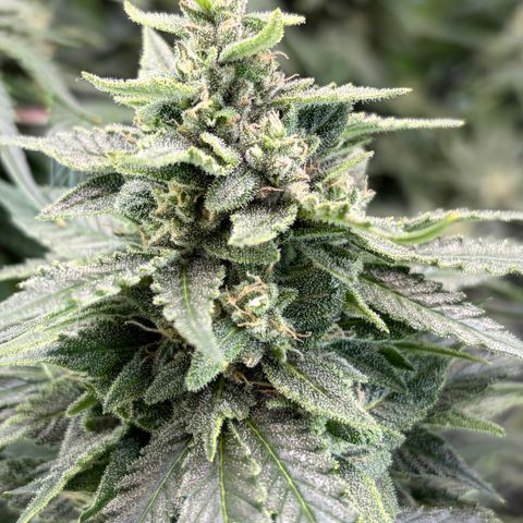 24 Carat  growlog timeline photo