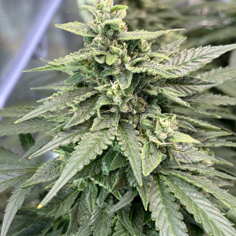 24 Carat  growlog timeline photo