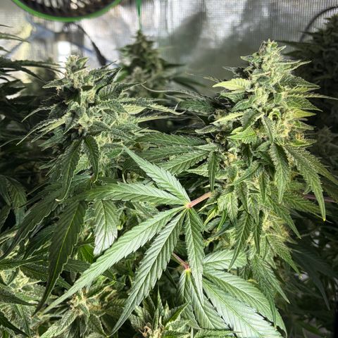 24 Carat  growlog timeline photo