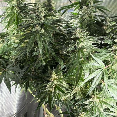 24 Carat  growlog timeline photo