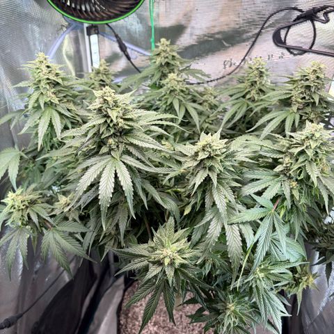 24 Carat  growlog timeline photo