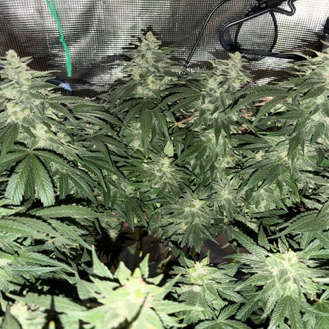 24 Carat  growlog timeline photo