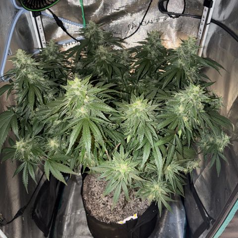 24 Carat  growlog timeline photo