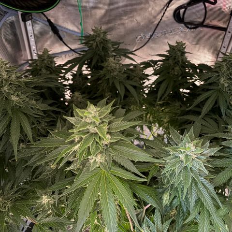 24 Carat  growlog timeline photo