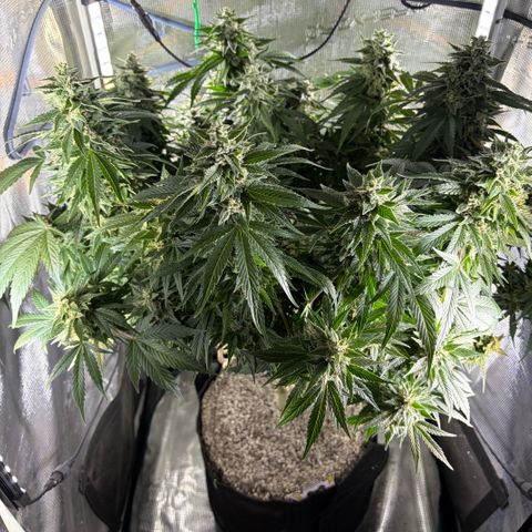 24 Carat  growlog timeline photo