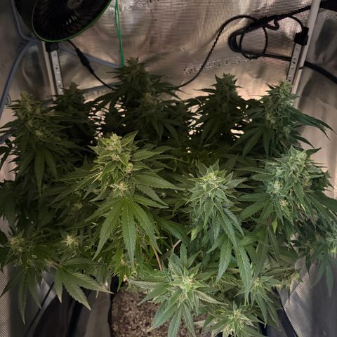 24 Carat  growlog timeline photo